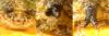 Dasysyrphus sp.
